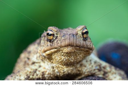 Portrait Of Cute Spadefoot Toad With Bright Yellow Eyes Looking At The Camera. Eastern Spadefoot Toa
