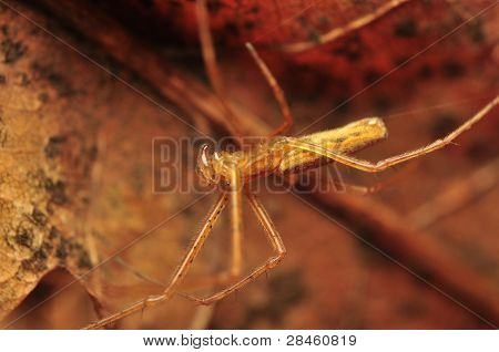Tetragnatha