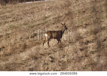 Roedeer Family Camouflage Walking And Eating On Meadow In Winter Snow