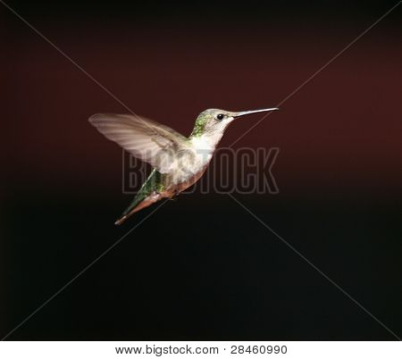 colibrì in volo