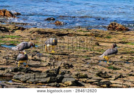 A Falkland Steamer Duck - Tachyeres Brachypterus- A Rare Flightless Bird, Spotted On Carcass Island,