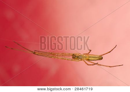 Tetragnatha