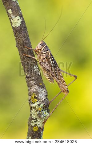 Male Of White-faced Bush-cricket Decticus Albifrons In Paklenica Croatia