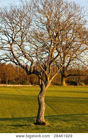 Tree in a field