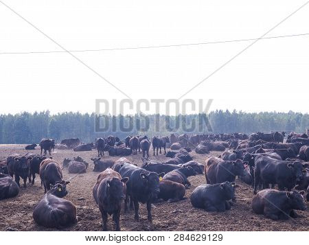 Darling Downs Cattle Grazing On Grain Stubble Sunrise