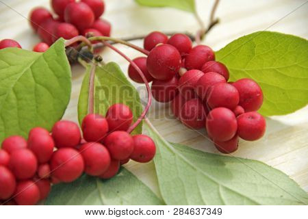 Ripe Fruits Of Red Schizandra With Green Leaves