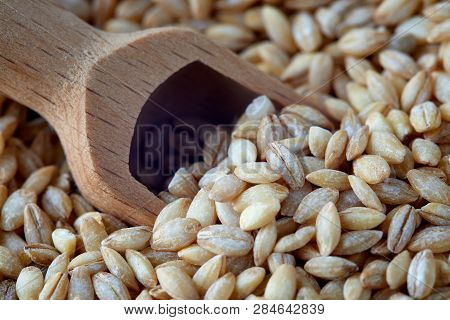Raw Barley Grain (hordeum Vulgare) In Wooden Scoop