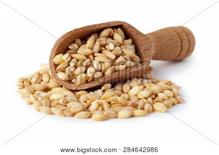 Barley Grain (hordeum Vulgare) In Wooden Scoop Isolated On White Background