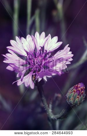 Flower Of Cornflower, Violet Centaurea In Garden, Soft Focus