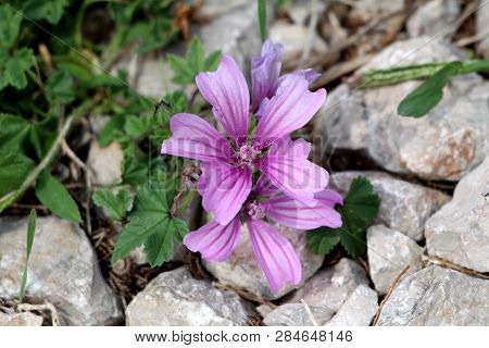 Common Mallow Or Malva Sylvestris Or Cheeses Or High Mallow Or Tall Mallow Spreading Herb Plant With
