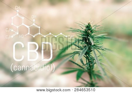 Cannabidiol Cbd Cannabis Molecule. Skeletal Formula. Has Antipsychotic Effects. Chemistry Hemp
