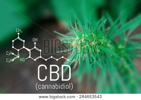 Cannabidiol Cbd Cannabis Molecule. Skeletal Formula. Has Antipsychotic Effects. Chemistry Hemp