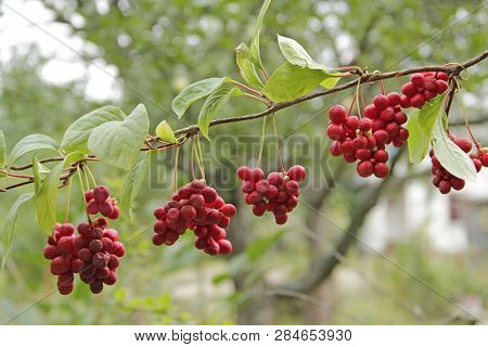 Red Schisandra Growing On Branch In Row. Clusters Of Ripe Schizandra. Crop Of Useful Plant. Red Schi