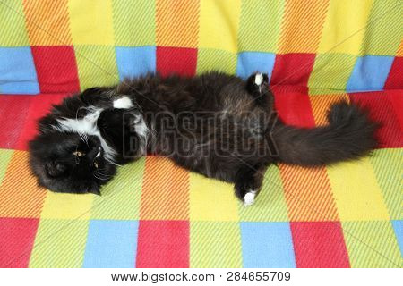 Lazy Black Cat Laying On Colored Sofa. Black And White Cat Laying On Back Of Sofa With Colored Fabri