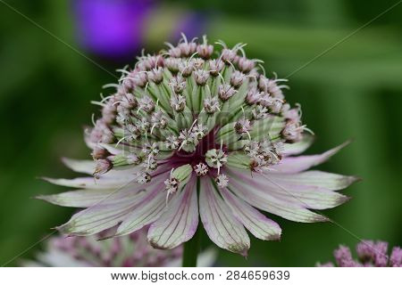 Close Up Of An Astrantia Flower In Bloom