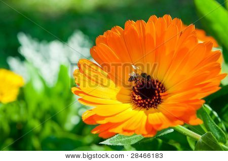 Doğa ışık ile portakal çiçeği