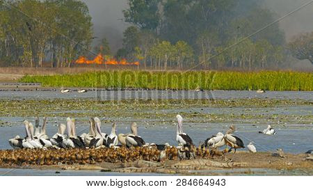 Close Up Of A Bush Fire And The Bird Life At Bird Billabong