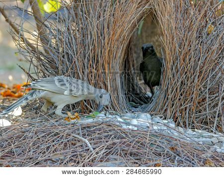 Two Young Bowerbirds Practice At A Bower Of Twigs