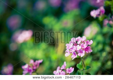 Güzel Menekşe çiçek bahçesinde.