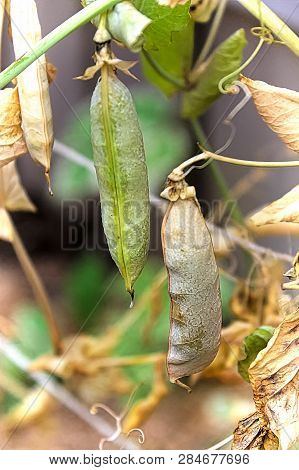 Pea Pods Drying On The Vine In A Garden
