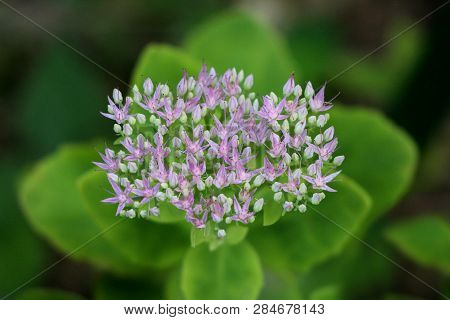 Sedum Autumn Joy Or Sedum Herbstfreude Plant With Large Rosy Coral Flower Head Full Of Multiple Smal