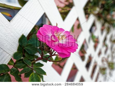 Blooms of old fashioned shurb roses.