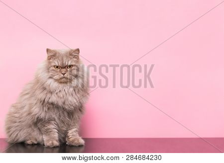 Beautiful Fluffy Cat Sits On A Pink Background And Looks Into The Camera. Advertising For Animals. P