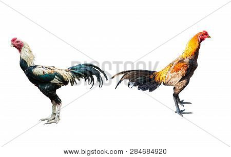 Thailand Male Chicken Rooster Isolated On White Background