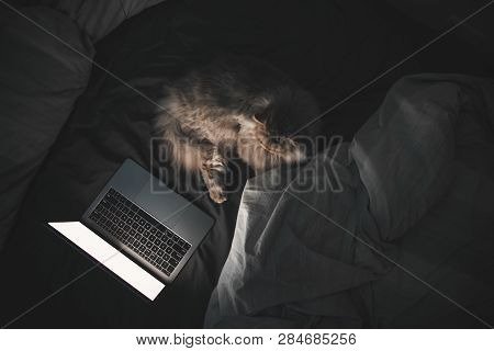 Fluffy Cat Lays On The Bed In The Bedroom Near The Laptop And Looks At The Camera. Portrait Of A Cat