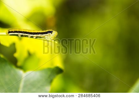 The Small Worm Is Looking For Green Leaves For Food In The Morning.