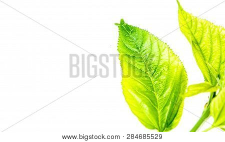 Green Leaves Isolated On White Background