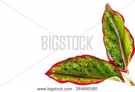 Green Leaves Isolated On White Background