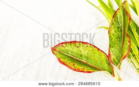 Green Leaves Isolated On White Background