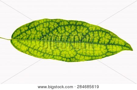 Green Leaf Isolated On White Background