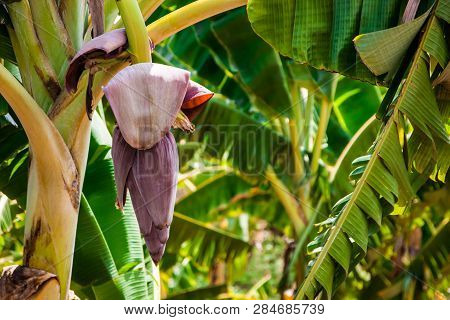 Tropical Banana Trees That Give Birth To Fruit