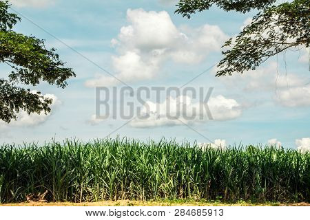 Sugar Cane With Landscape Sunset Sky Photography Nature Background.