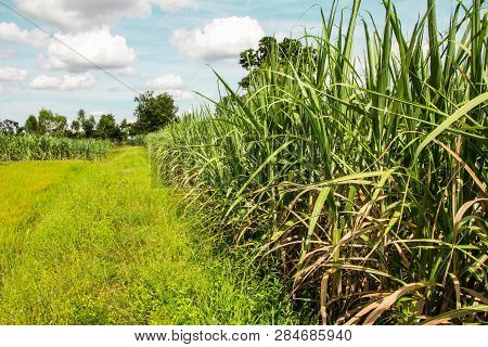 Sugar Cane With Landscape Sunset Sky Photography Nature Background.