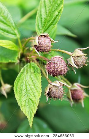 Closeup Of Unripe Hairy Raspberries And Leaves
