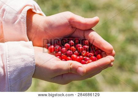 Firethorn(pyracantha). Little Girl Collecting Firethorn With Her Hands On The Park. Used By Alternat