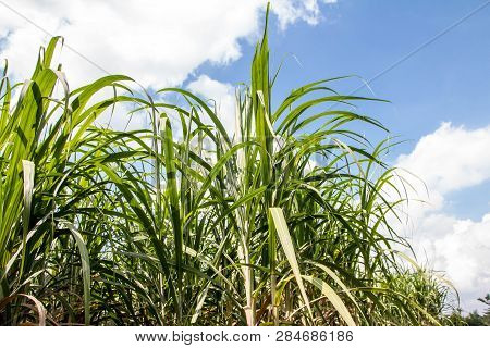 Sugar Cane With Landscape Sunset Sky Photography Nature Background.