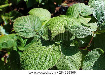 Closeup Of Green Raaspberry Leaves, No Fruit