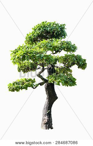 Trees Isolated On White Background, Tropical Trees Isolated Used For Design, Advertising And Archite