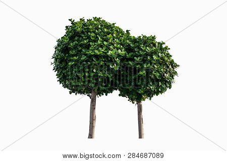 Trees Isolated On White Background, Tropical Trees Isolated Used For Design, Advertising And Archite