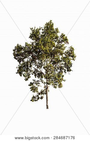 Trees Isolated On White Background, Tropical Trees Isolated Used For Design, Advertising And Archite