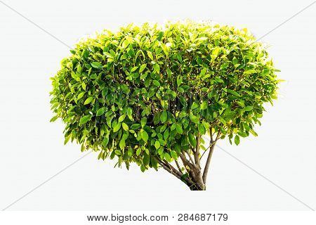 Trees Isolated On White Background, Tropical Trees Isolated Used For Design, Advertising And Archite