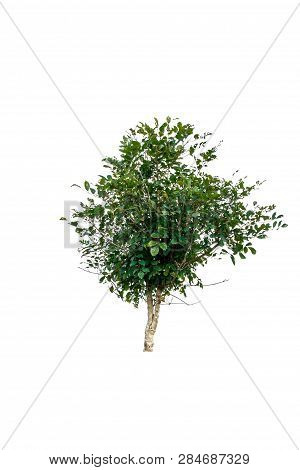 Trees Isolated On White Background, Tropical Trees Isolated Used For Design, Advertising And Archite