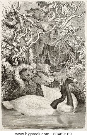 Sorthalset Swan gamle illustration (Cygnus melancoryphus). Lavet af Kretschmer og Illner, udgive