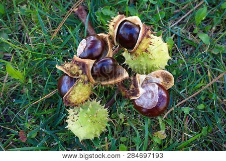 Conker. Horse Chestnut. Used In Traditional Medicine. It Brings Luck.