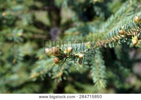 Buds Sprout On The Branch Of A Colorado Blue Spruce Tree (picea Pungens), Also Known As The Green Sp