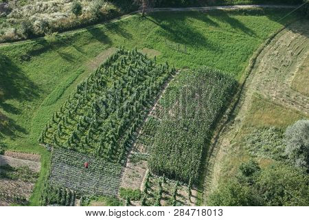 PLESIVICA, CROATIA - JULY 19: Green rows of grapevine under sun in Plesivica vineyard region, Nothern Croatia, on July 19, 2011.
